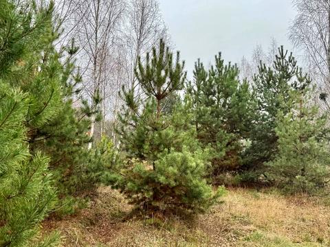 ділянка за адресою с. Здвижівка, 