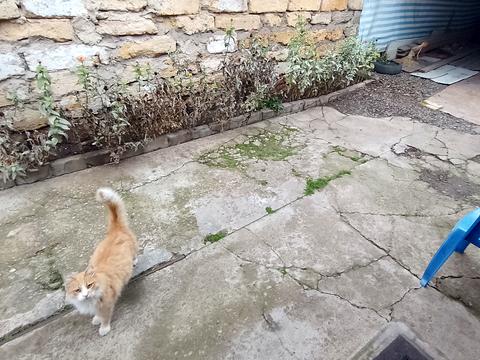 будинок за адресою Пассіонарії вул. (Рапалова)