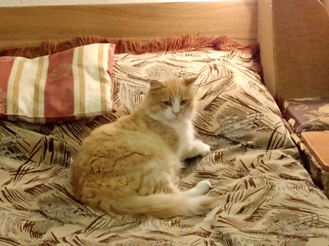 будинок за адресою Пассіонарії вул. (Рапалова)