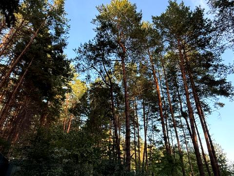 участок по адресу Лісова