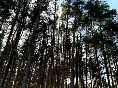 участок по адресу Лісова