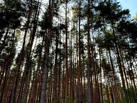 участок по адресу Лісова