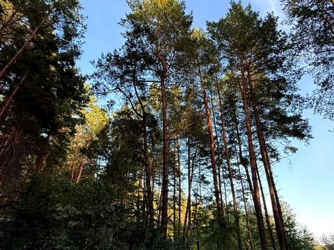 участок по адресу Лісова