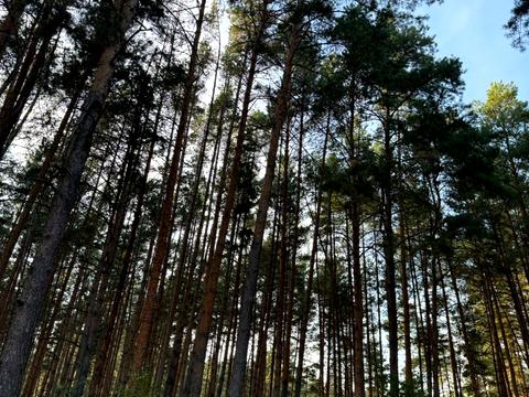 участок по адресу Лісова