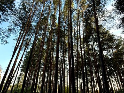 участок по адресу Лісова