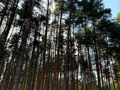 участок по адресу Лісова