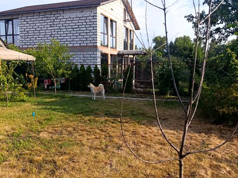 дом по адресу с. Кривуши, малинова