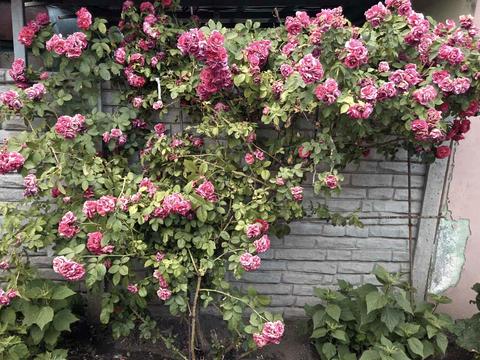 квартира за адресою Миколи Сумцова вул. (Менжинського), 5