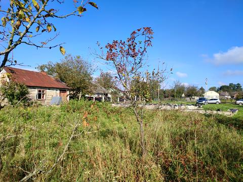 ділянка за адресою с. Максимовичі, Зелена