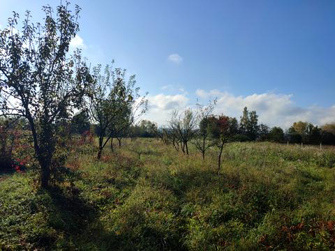 ділянка за адресою с. Максимовичі, Зелена