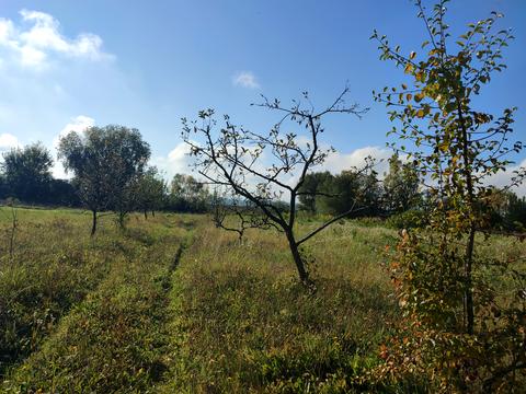 ділянка за адресою с. Максимовичі, Зелена