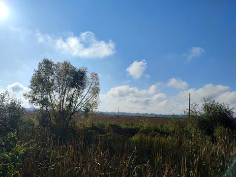 ділянка за адресою с. Максимовичі, Зелена