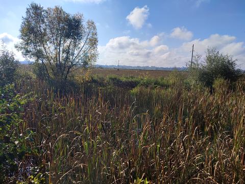ділянка за адресою с. Максимовичі, Зелена