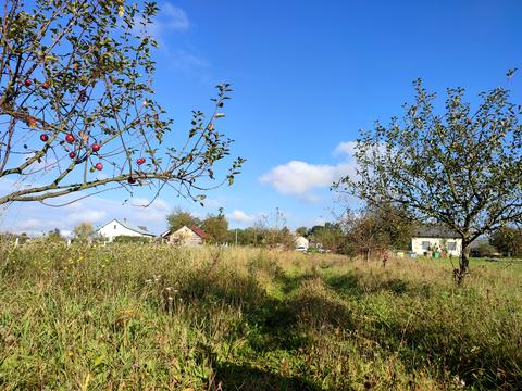 ділянка за адресою с. Максимовичі, Зелена