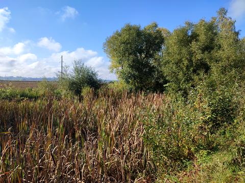 ділянка за адресою с. Максимовичі, Зелена