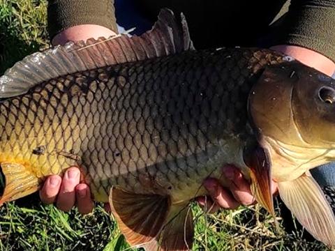 ділянка за адресою с. Максимовичі, Зелена