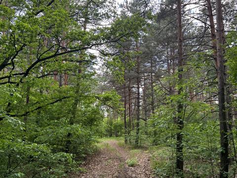 ділянка за адресою смт. Козин, Анатолія Солов'яненка вул.