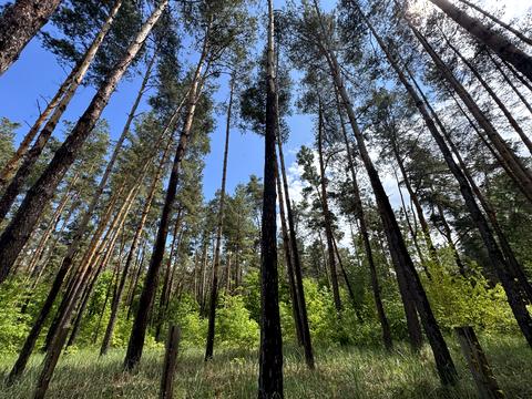 ділянка за адресою смт. Козин, Анатолія Солов'яненка вул.