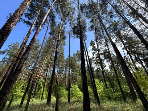 ділянка за адресою смт. Козин, Анатолія Солов'яненка вул.