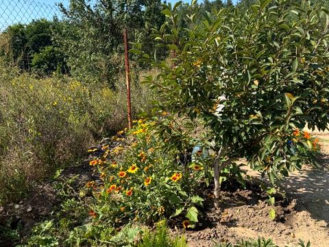 дом по адресу Карпилівська