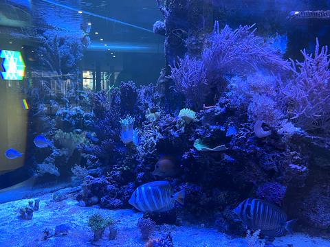 квартира за адресою Одеса, Фонтанська дорога вул. (Перекопской дивизии улица), 122