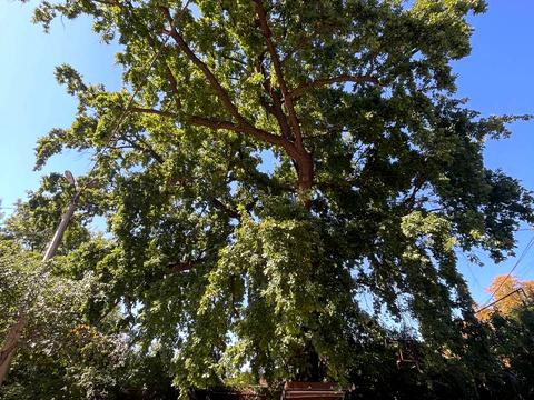 ділянка за адресою Одеса, Архітектурна вул., 29