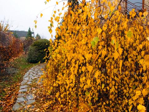 будинок за адресою Виноградний пров.