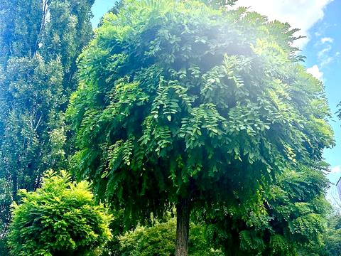 квартира за адресою Чоколівський бульв., 18