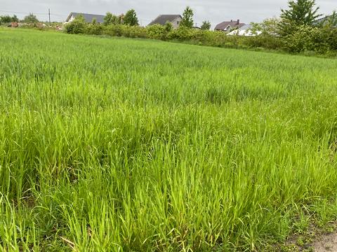 ділянка за адресою Лесі Українки