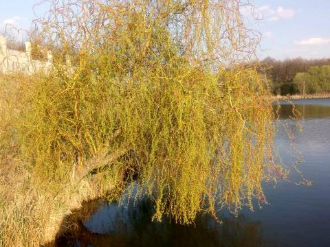 ділянка за адресою Котова, 20