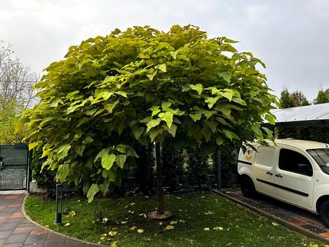 будинок за адресою центральна