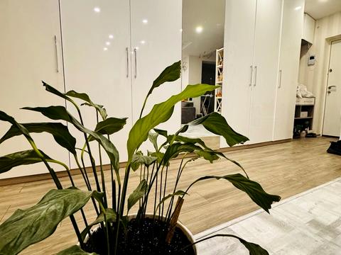 квартира по адресу Радужная ул., 96