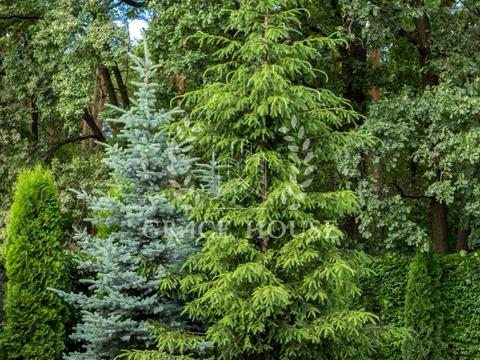 дом по адресу Лесна