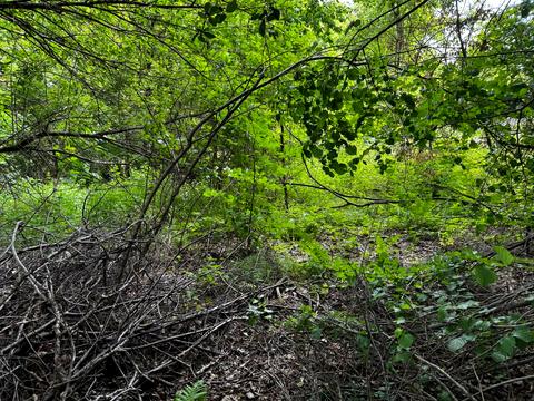 ділянка за адресою Центральна