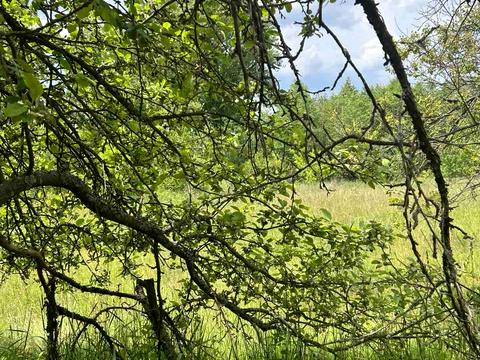 ділянка за адресою с. Вільшка, Івана Франка, 29