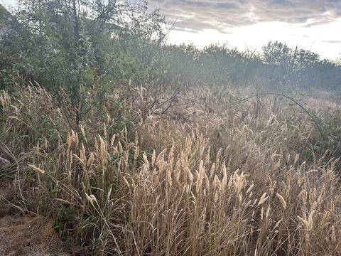 участок по адресу Ожинова, 1