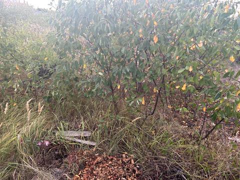 участок по адресу с. Молодежное, Ожинова, 1