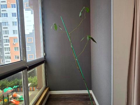 квартира за адресою Миколи Сингаївського вул. (Ново-Оскольська), 2-О