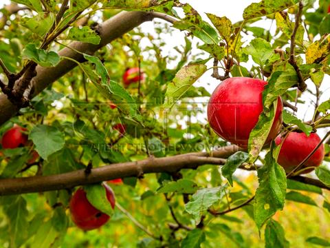 будинок за адресою Шевченка вул.