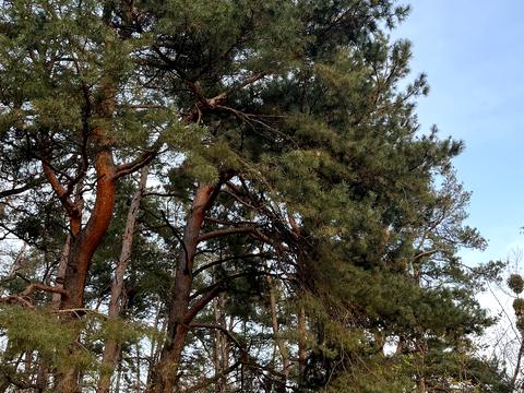 дом по адресу Комарова ул.