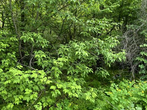 участок по адресу Приозерна