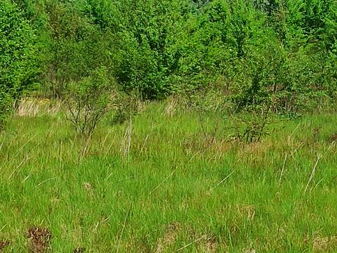 ділянка за адресою квітнева, 217