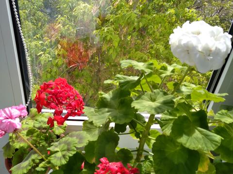 квартира по адресу Пров.Курортный, 2