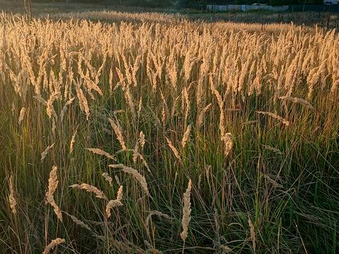 ділянка за адресою Медова