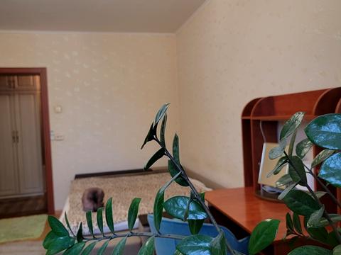 квартира за адресою Олени Пчілки вул., 4