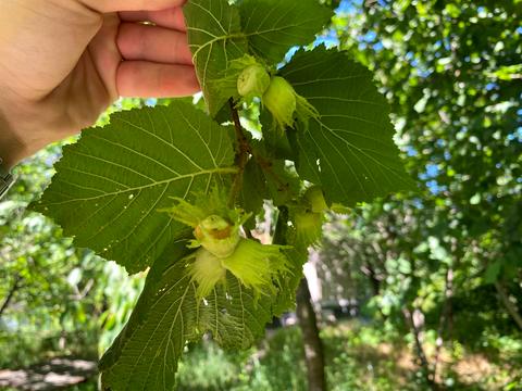 будинок за адресою Битовик