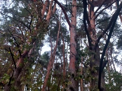 ділянка за адресою Університетська, 8