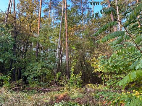 ділянка за адресою Котляревського, 53