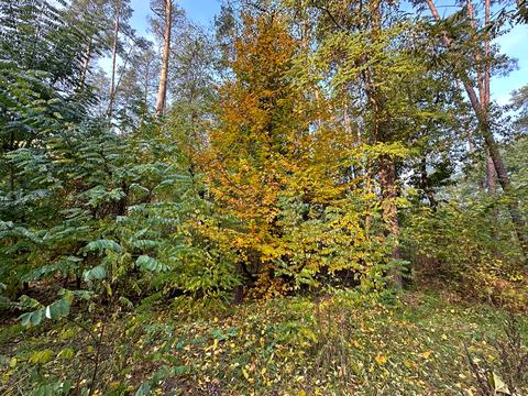 ділянка за адресою Котляревського, 53