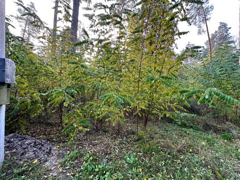 ділянка за адресою Котляревського, 53